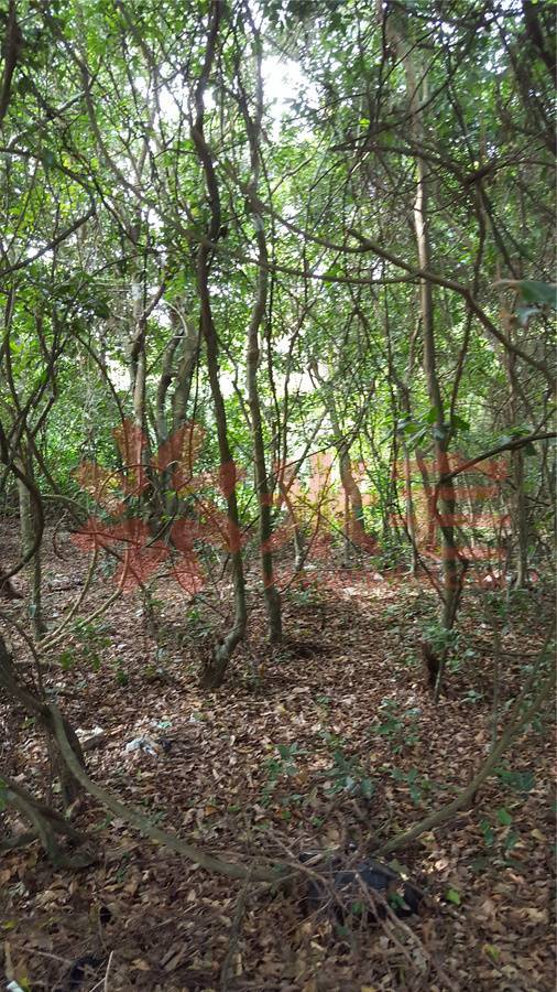 实景图 华润石梅湾九里万年青皮林